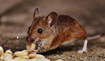 hospital-and-healthcare-facility-pest-management Experts in Hunlock Township